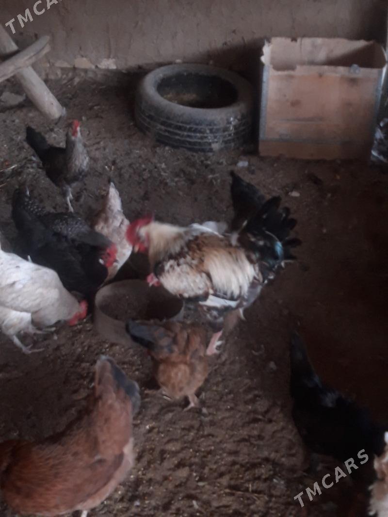 хораз гигант - Çärjew - img 3