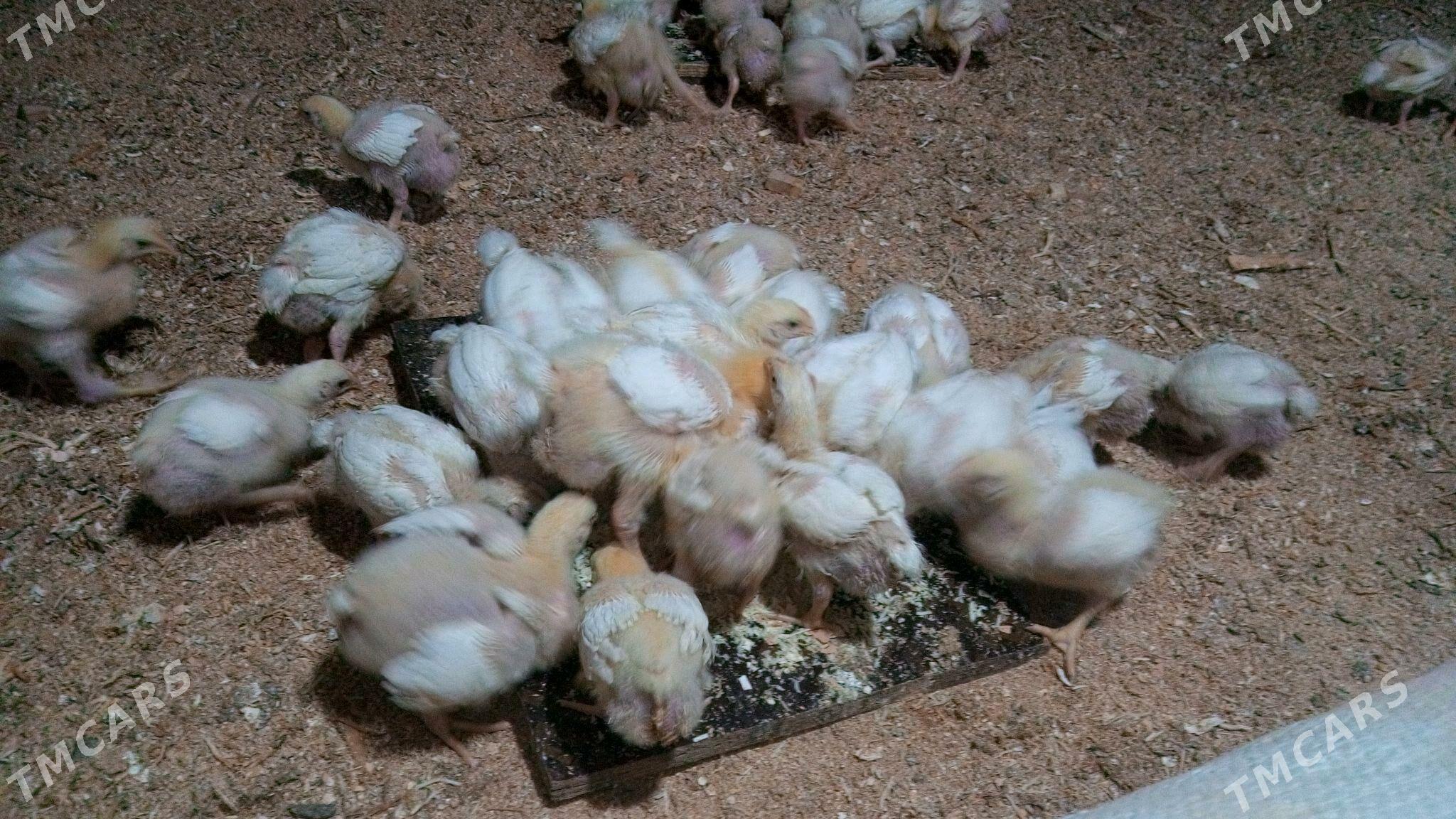 ak juyje - Gökdepe - img 2