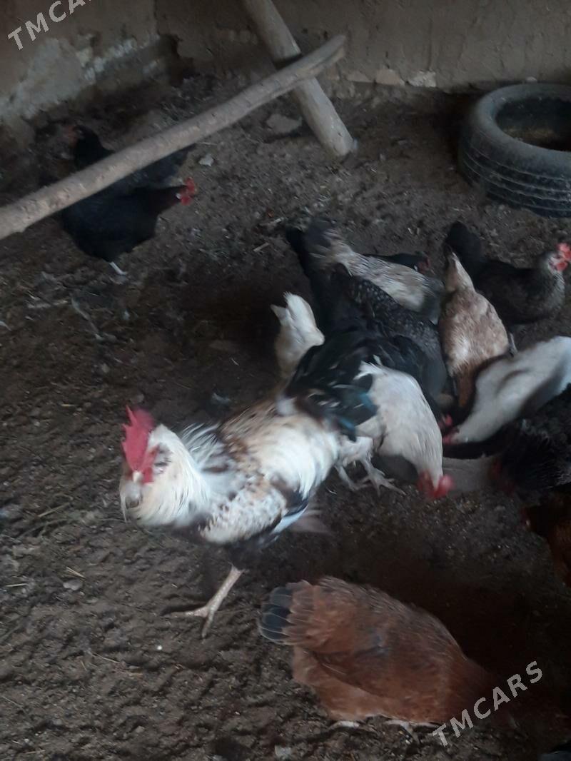 хораз гигант - Çärjew - img 2