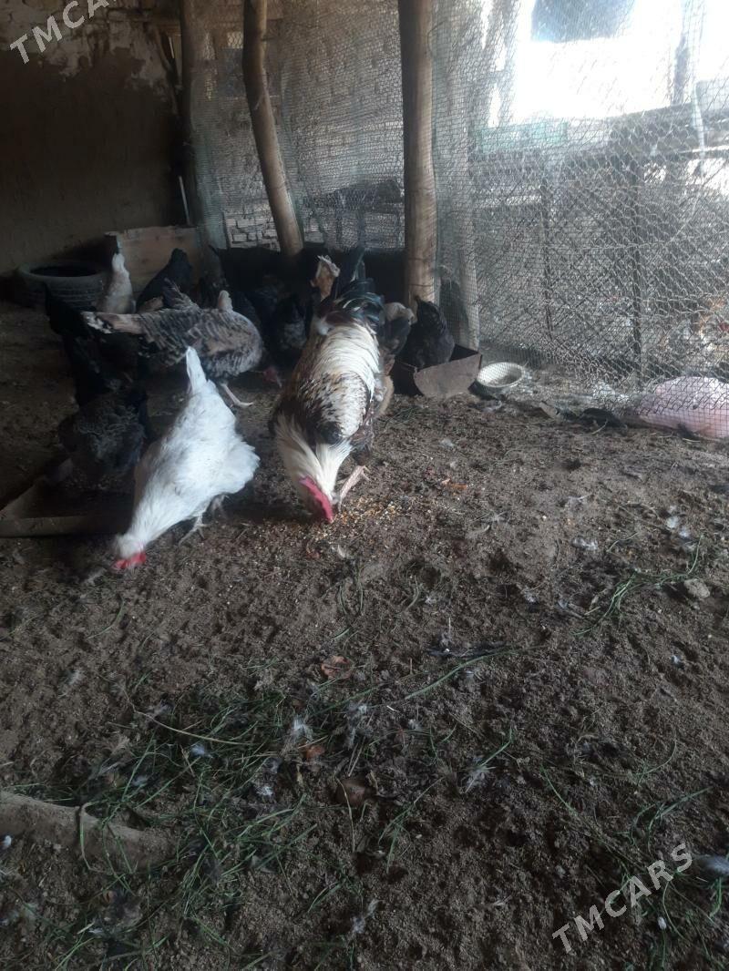 хораз гигант - Çärjew - img 4