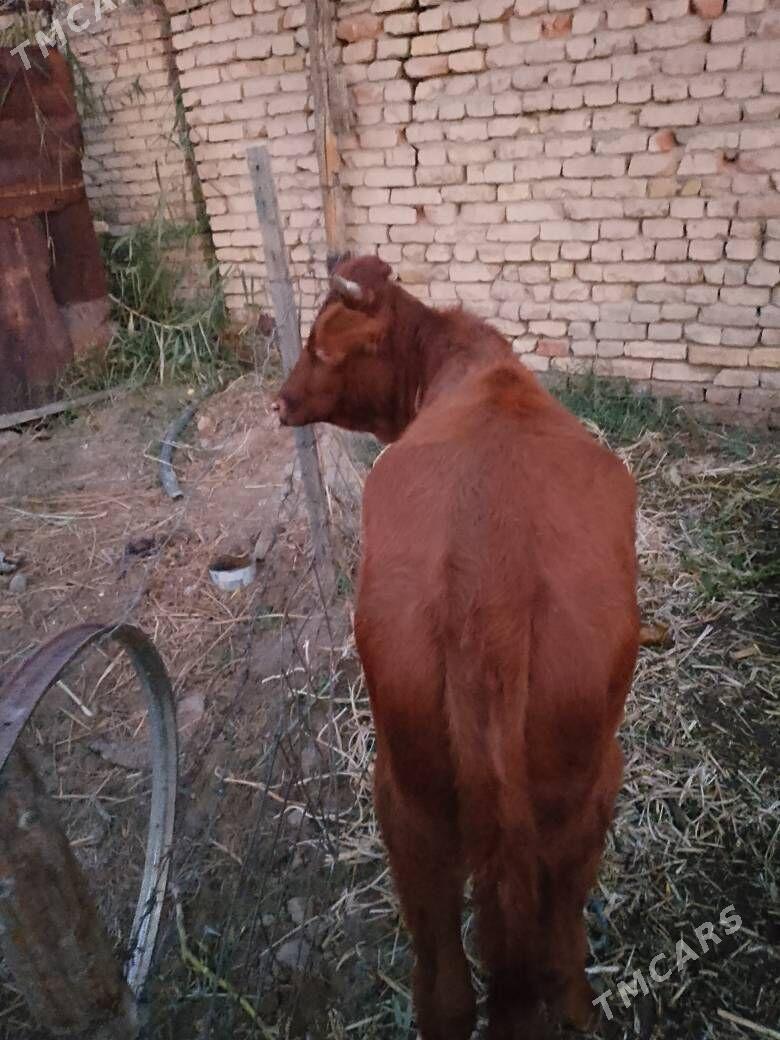 ,unajyn - Türkmenabat - img 1