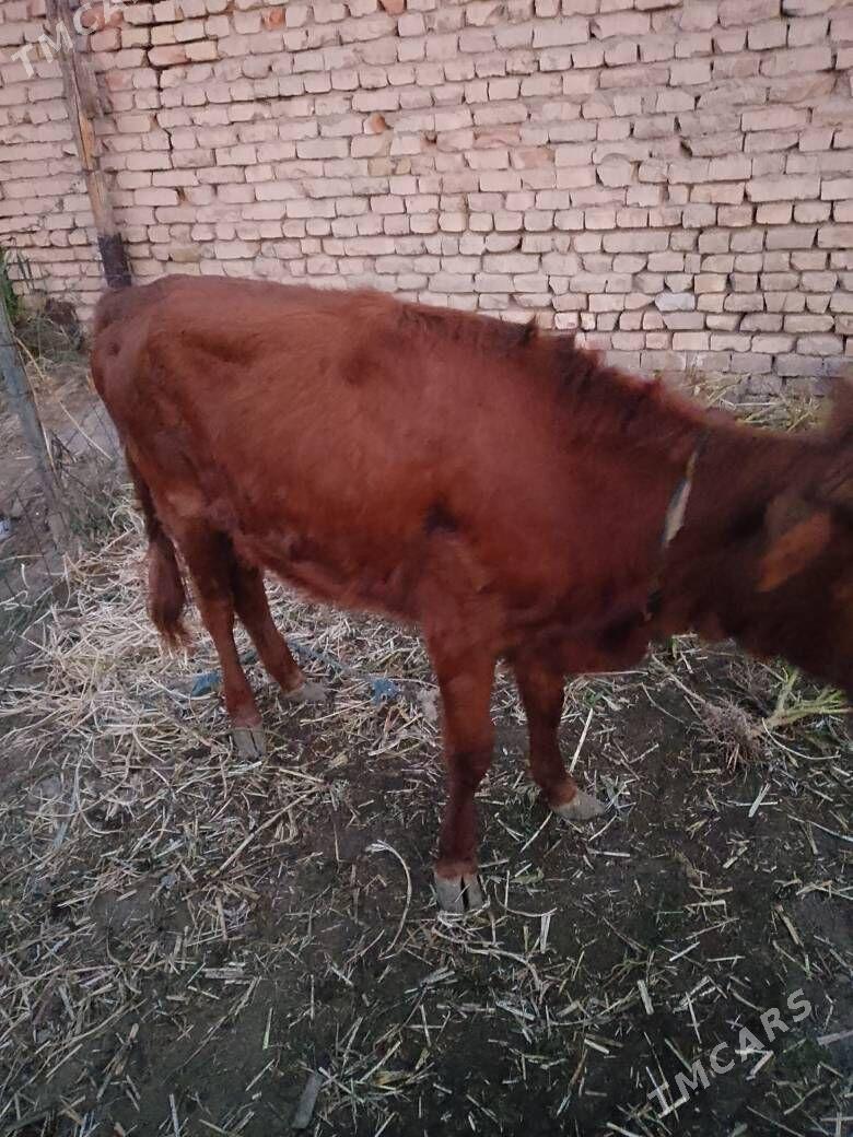 ,unajyn - Türkmenabat - img 4