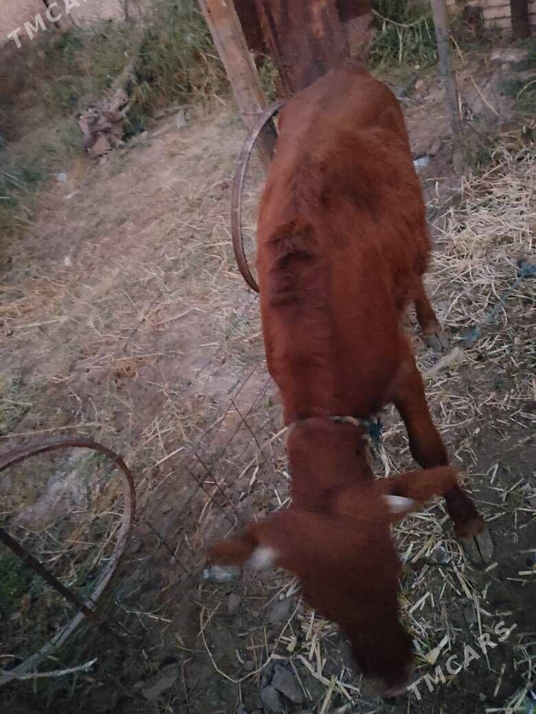 ,unajyn - Türkmenabat - img 3