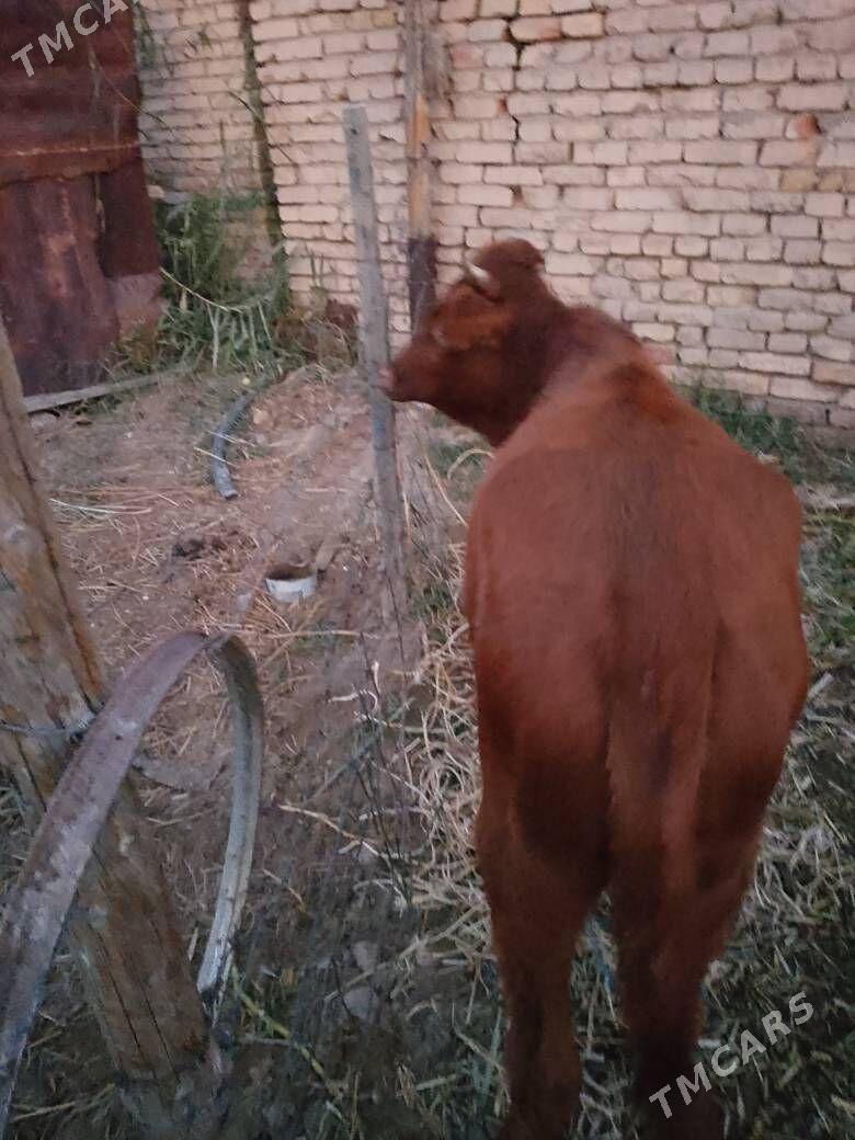 ,unajyn - Türkmenabat - img 2