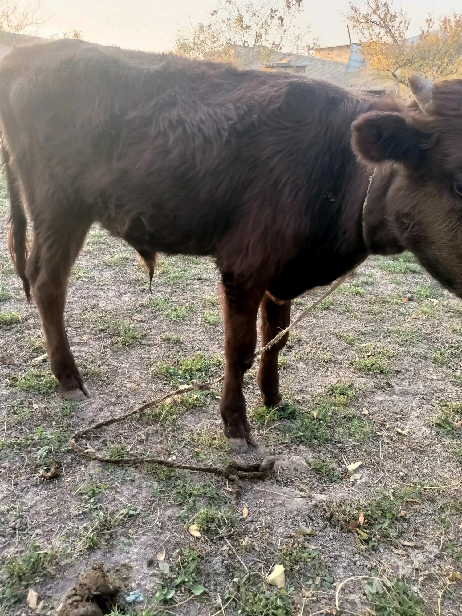 öküz ve unajin - Чарджоу - img 3