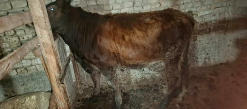 biçilen ökiz - Багир - img 2