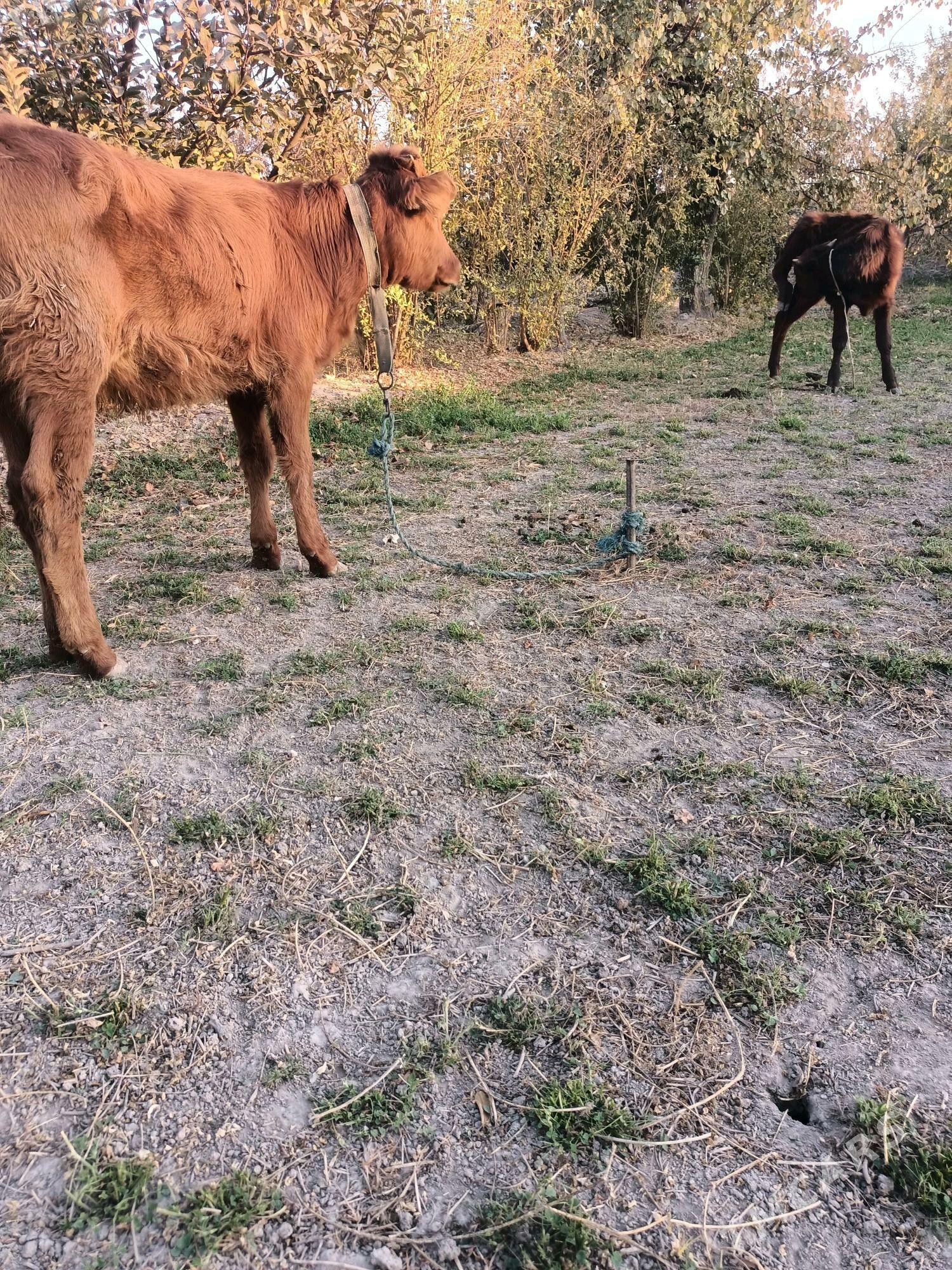 öküz ve unajin - Чарджоу - img 1