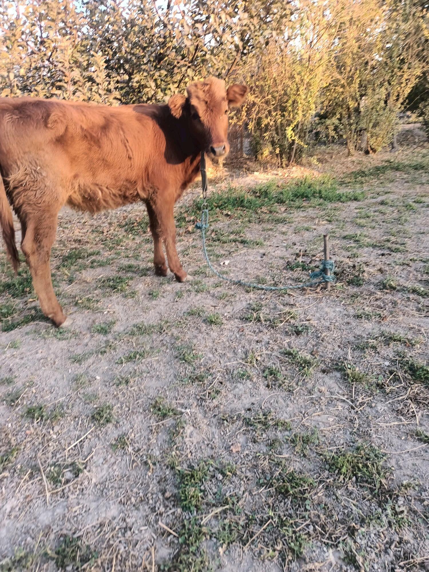 öküz ve unajin - Чарджоу - img 2