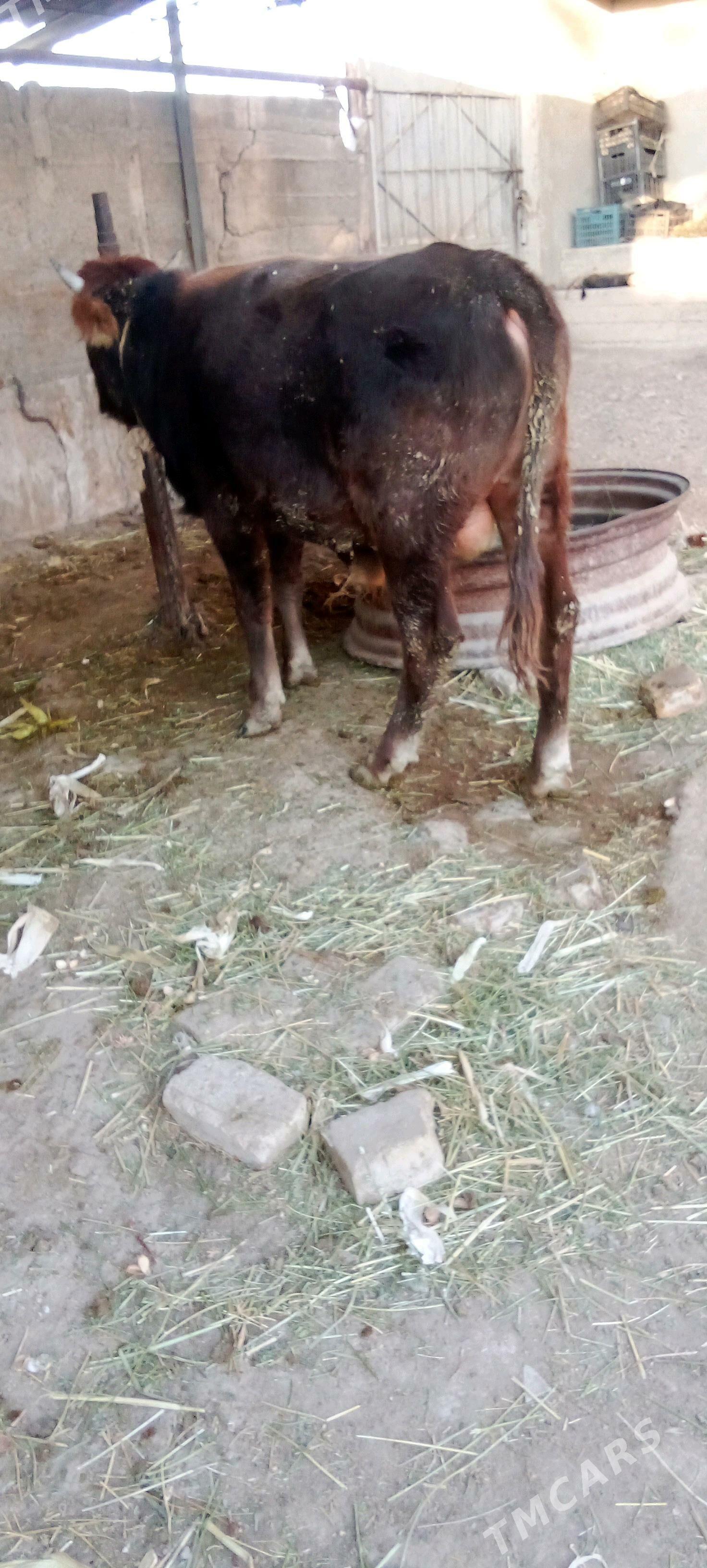 õküz - Яшлык - img 3