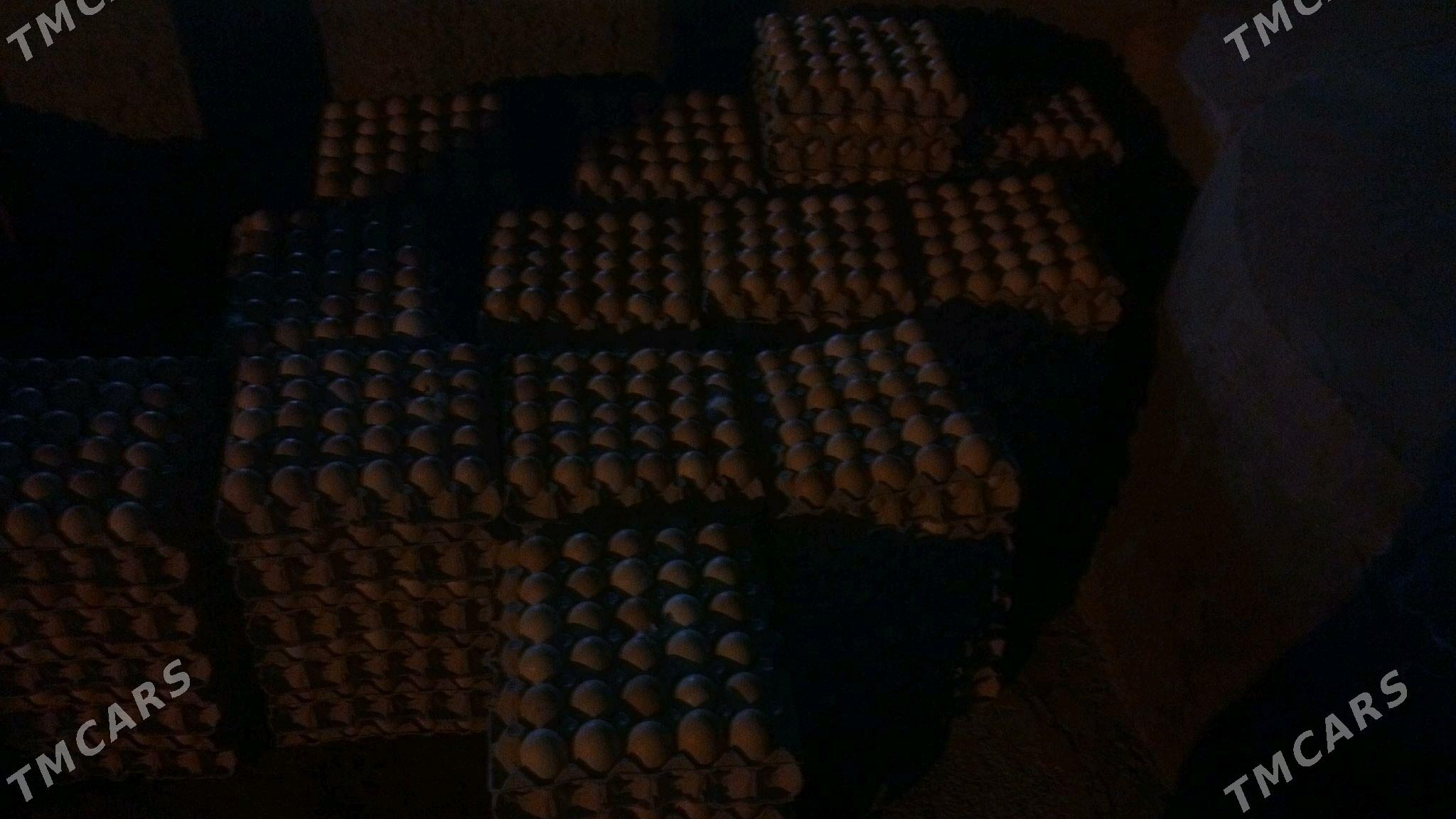 juyje ucin imlik yumurtga - Gökdepe - img 2