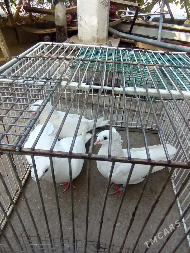 KEPDERI - Aşgabat - img 8