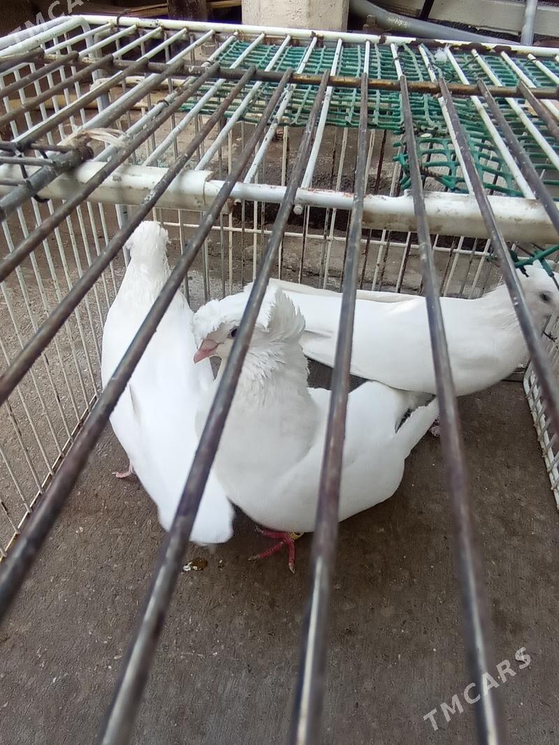 KEPDERI - Aşgabat - img 2