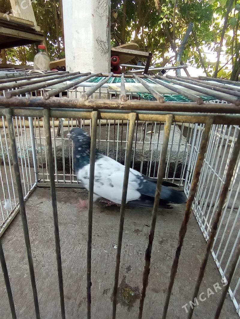 KEPDERI - Aşgabat - img 7