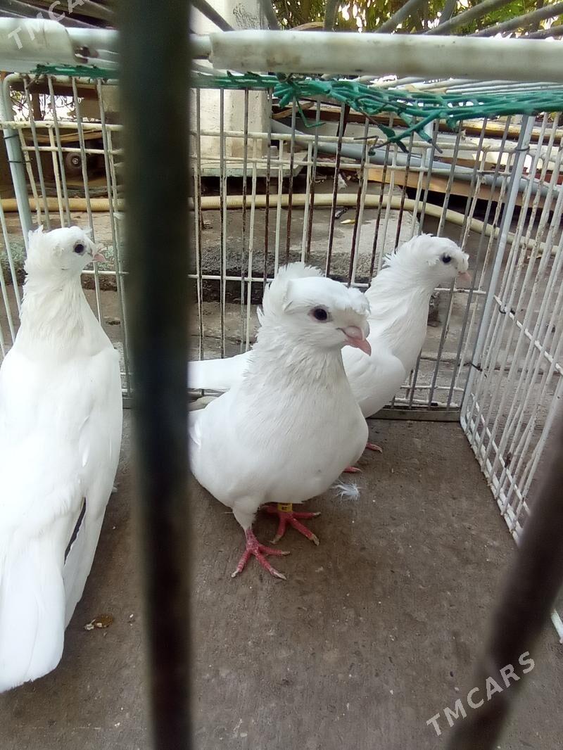 KEPDERI - Aşgabat - img 3