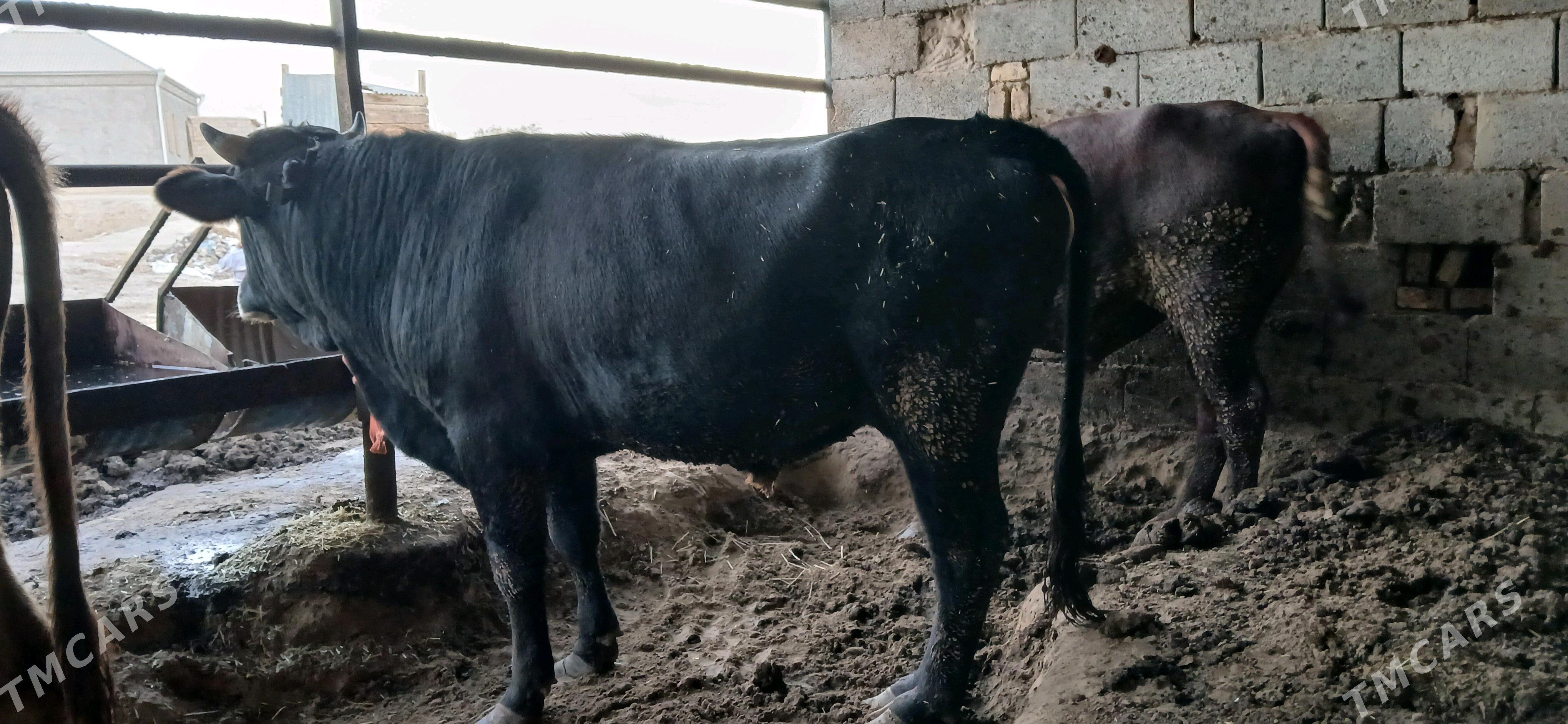 Öküz - Мургап - img 4