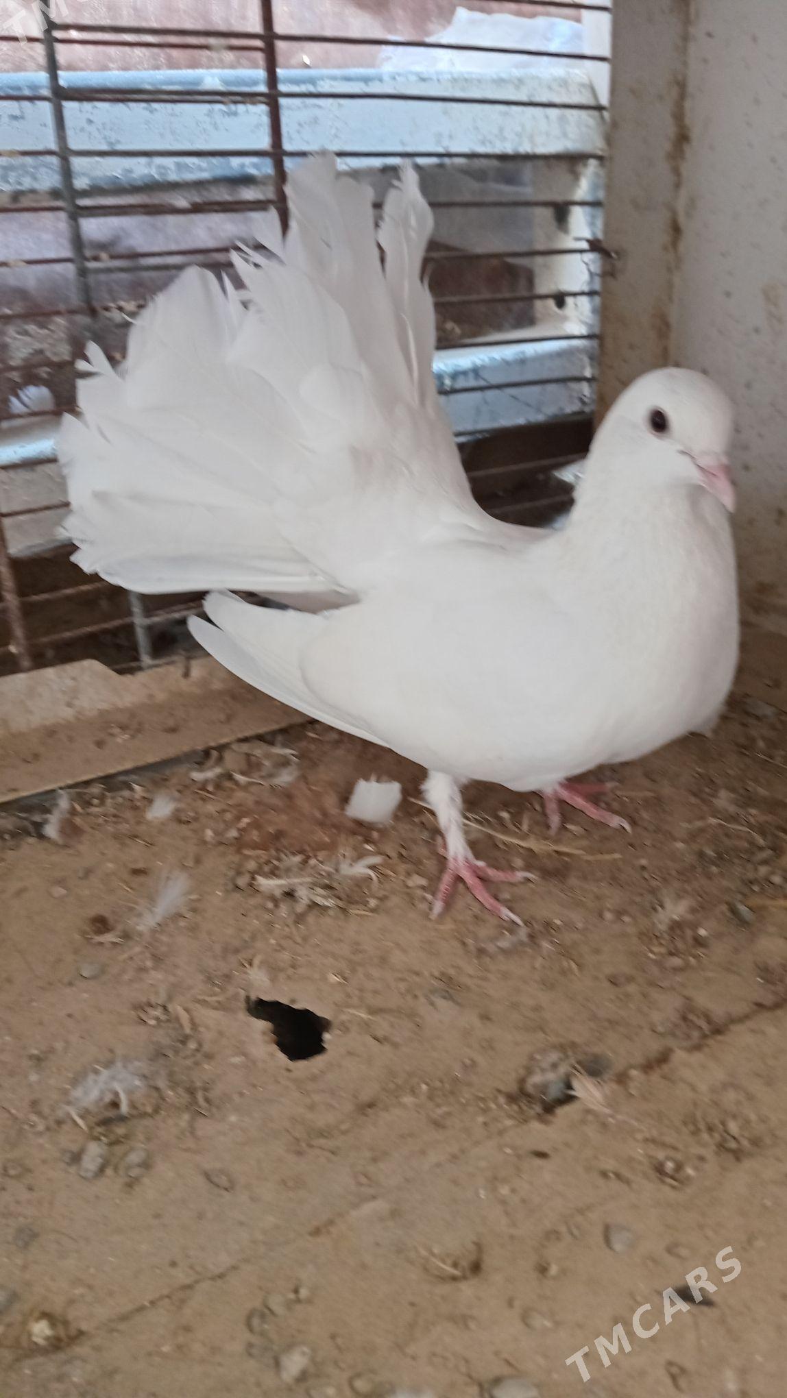 kepderi - Гызыларбат - img 2