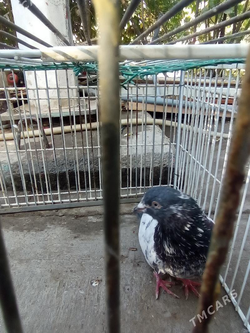 KEPDERI - Aşgabat - img 5