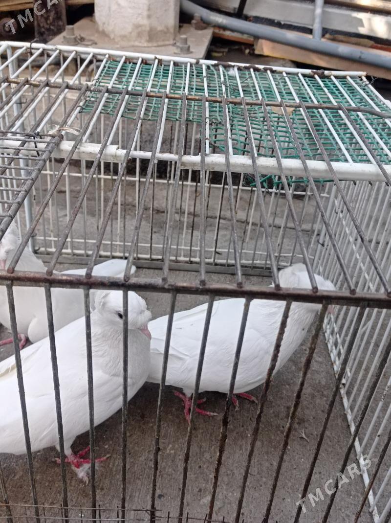 KEPDERI - Aşgabat - img 9