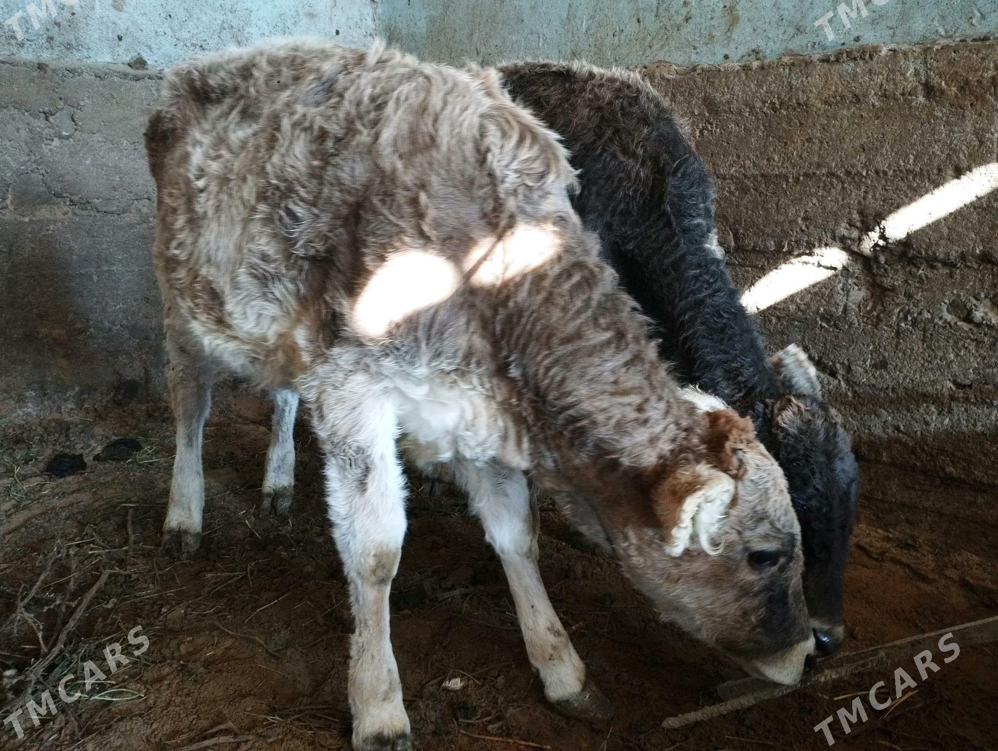 Tüwe - Анев - img 2