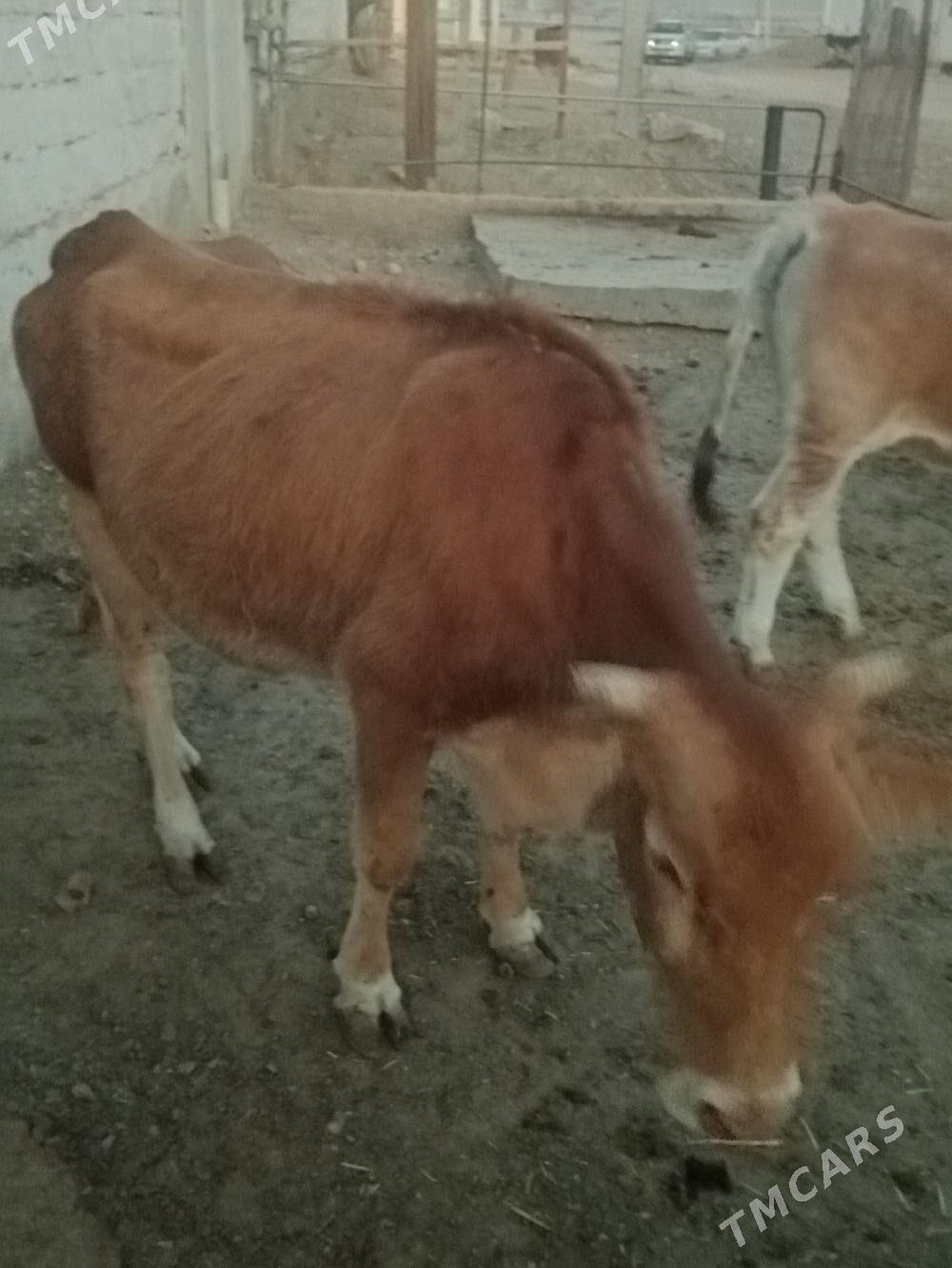 Sygyr - Balkanabat - img 3