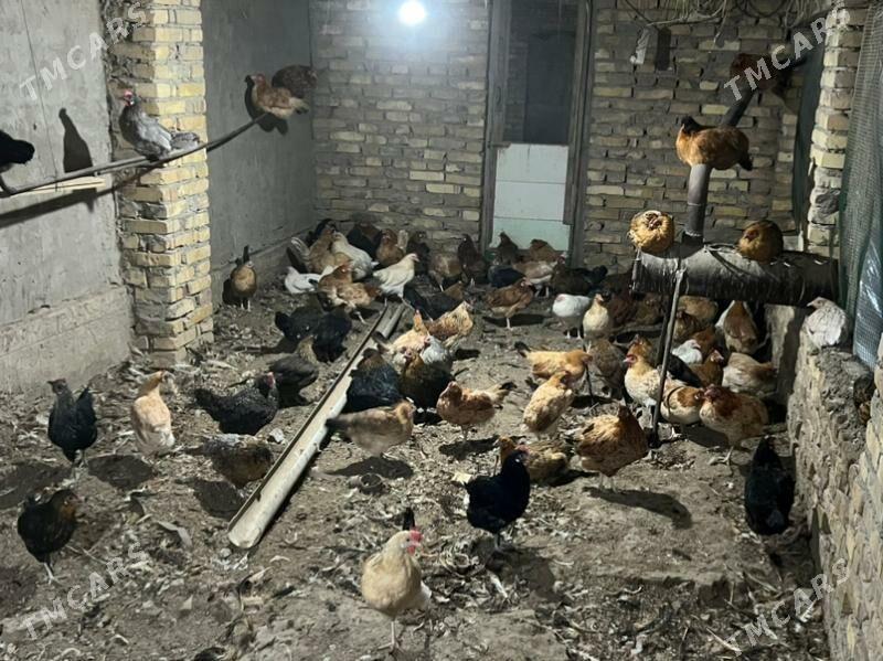 towuk yash towuk - Türkmenabat - img 3