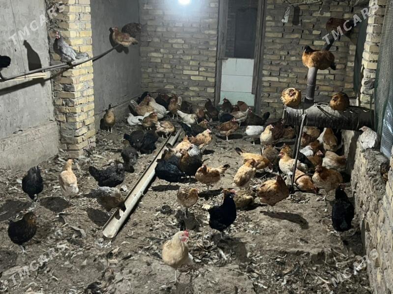 towuk yash towuk - Türkmenabat - img 5