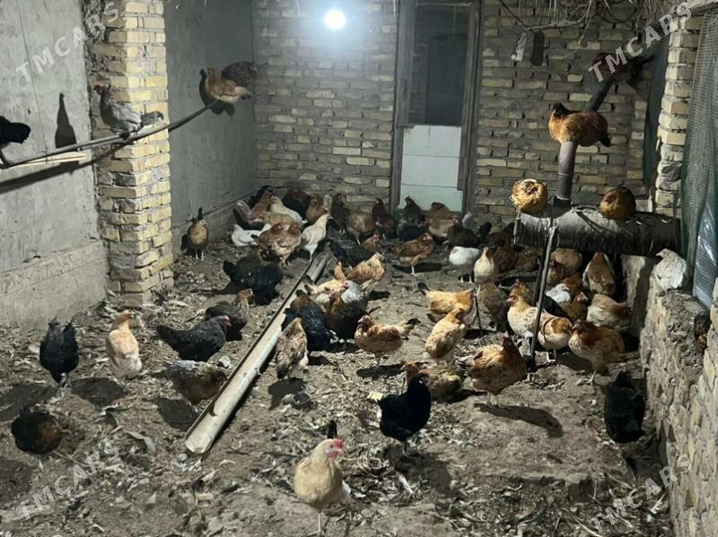 towuk yash towuk - Türkmenabat - img 2