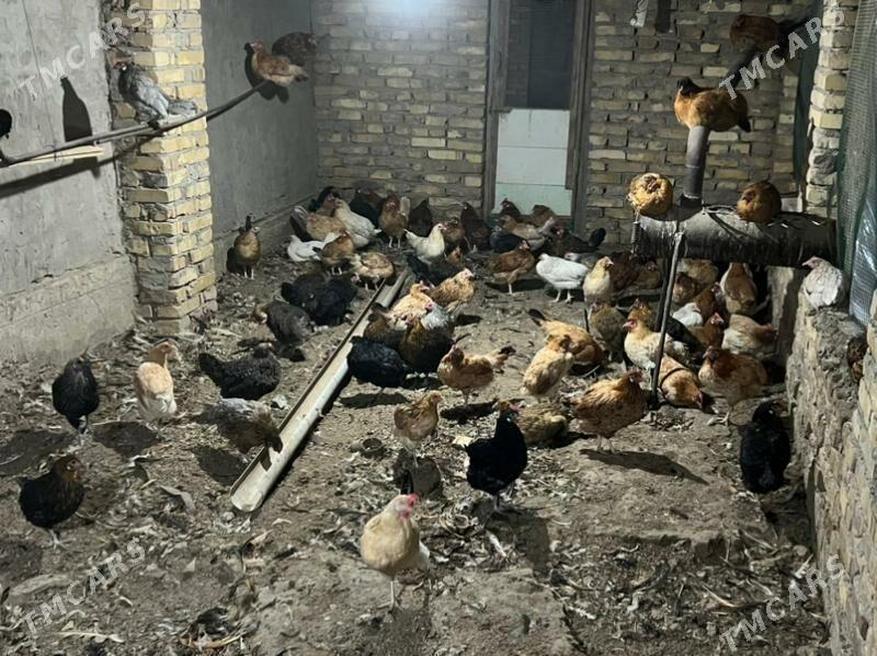 towuk yash towuk - Türkmenabat - img 6