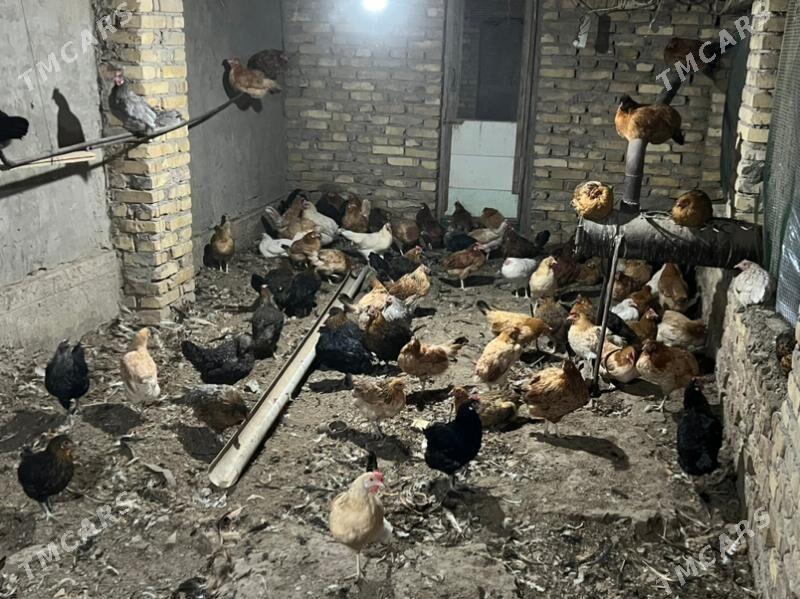 towuk yash towuk - Türkmenabat - img 4