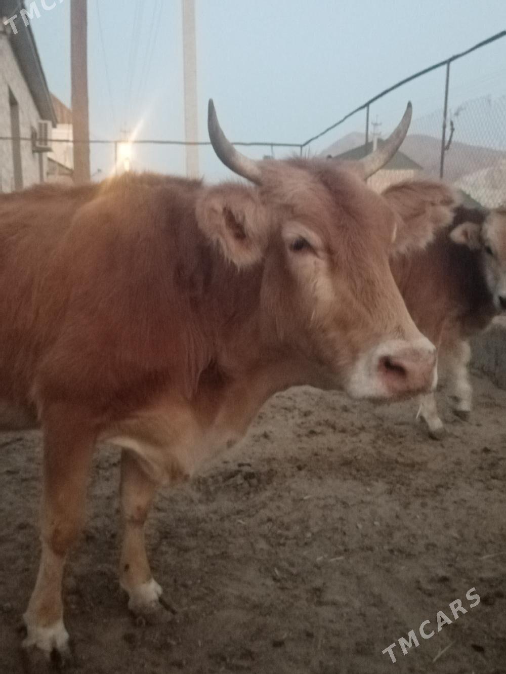 Sygyr - Balkanabat - img 2