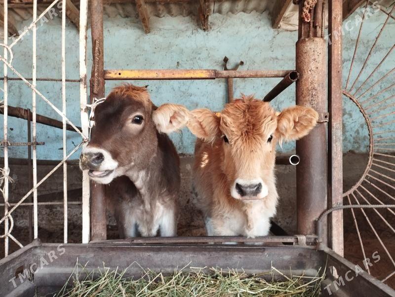 Tüwe - Анев - img 1