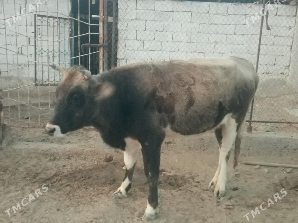 Sygyr - Балканабат - img 2