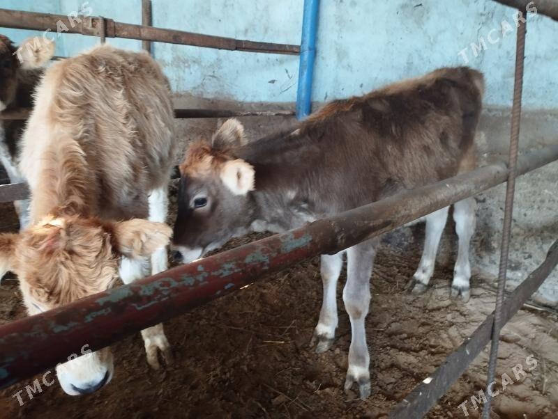 Tüwe - Анев - img 2