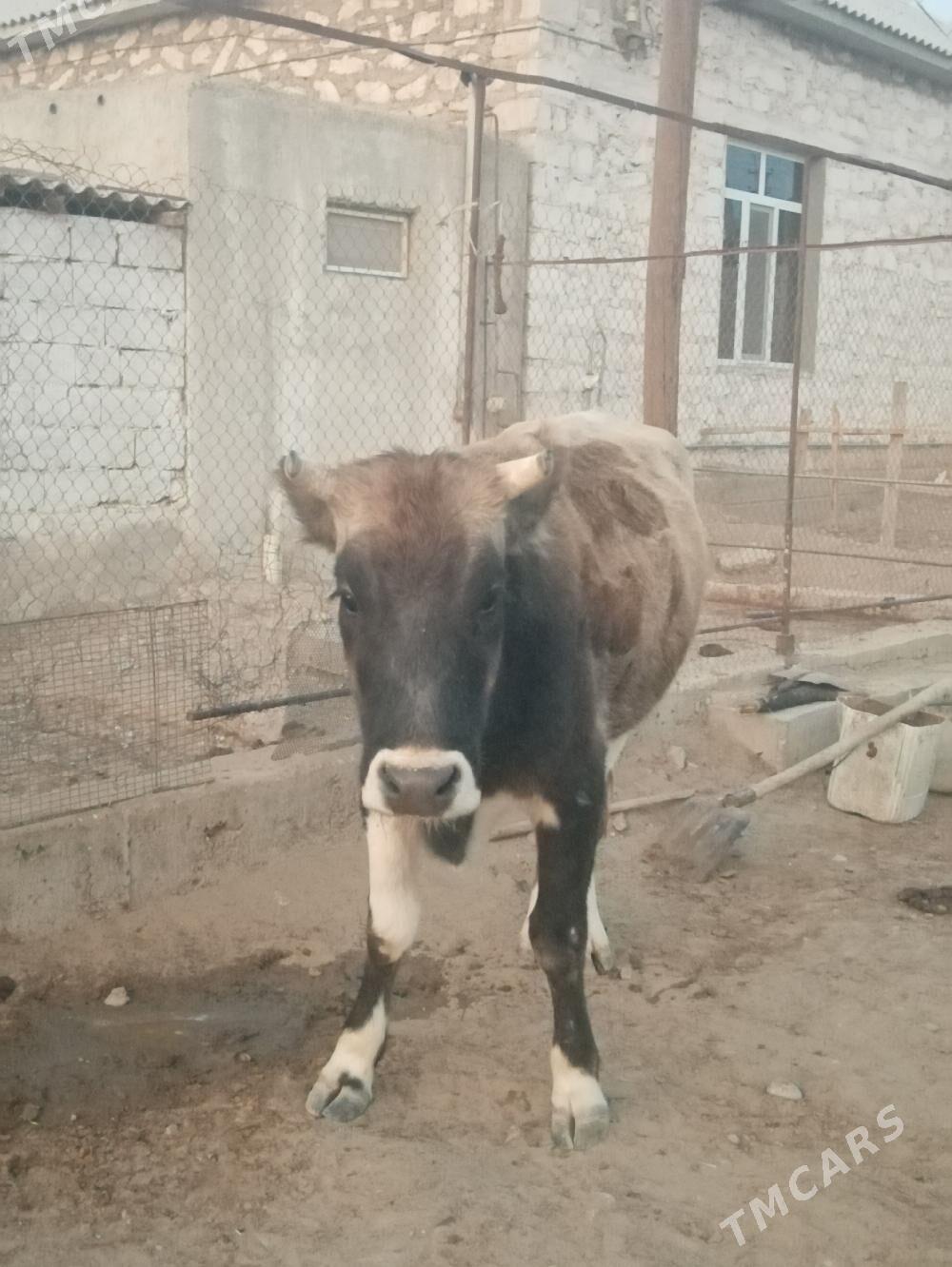 Sygyr - Балканабат - img 3