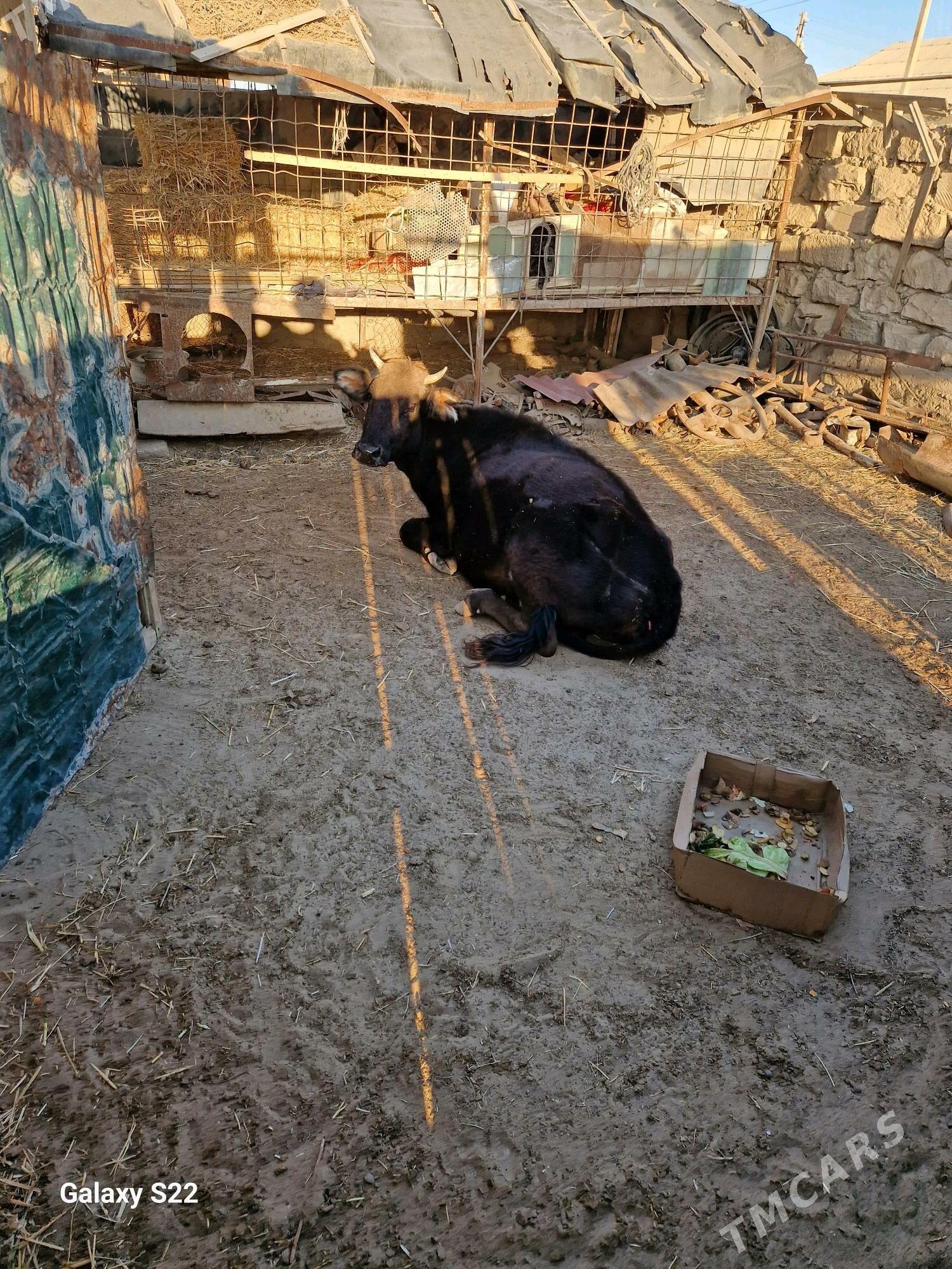 goleli sygyr - Gumdag - img 8