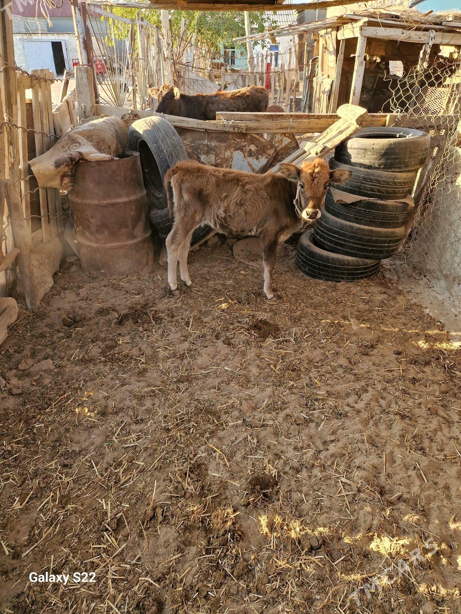 goleli sygyr - Gumdag - img 6