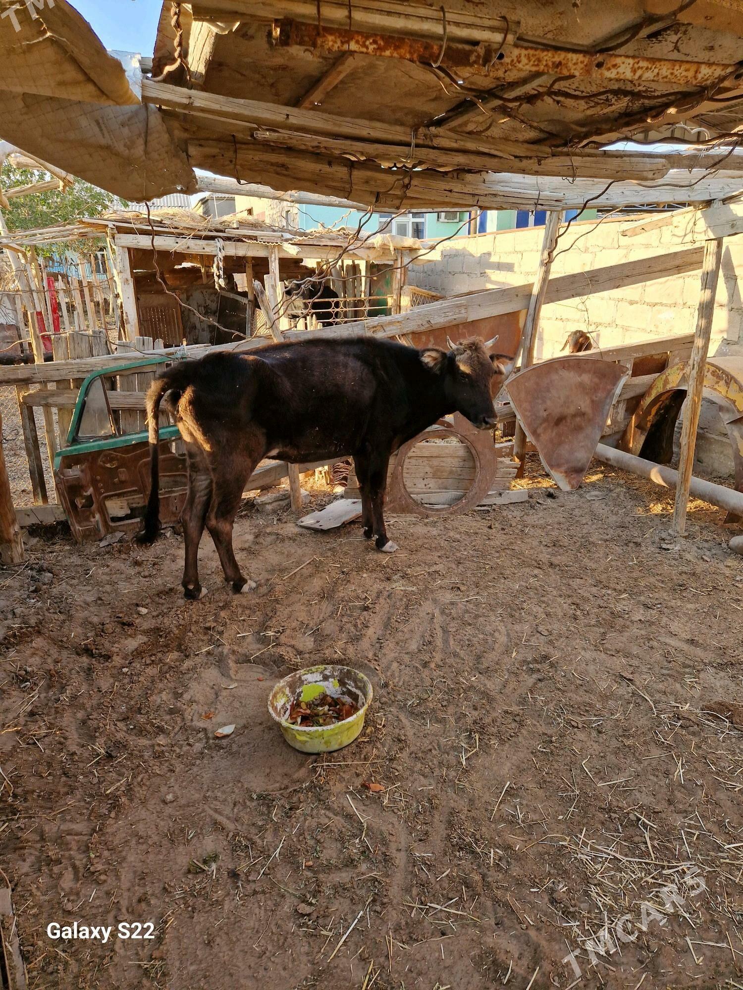 goleli sygyr - Gumdag - img 4