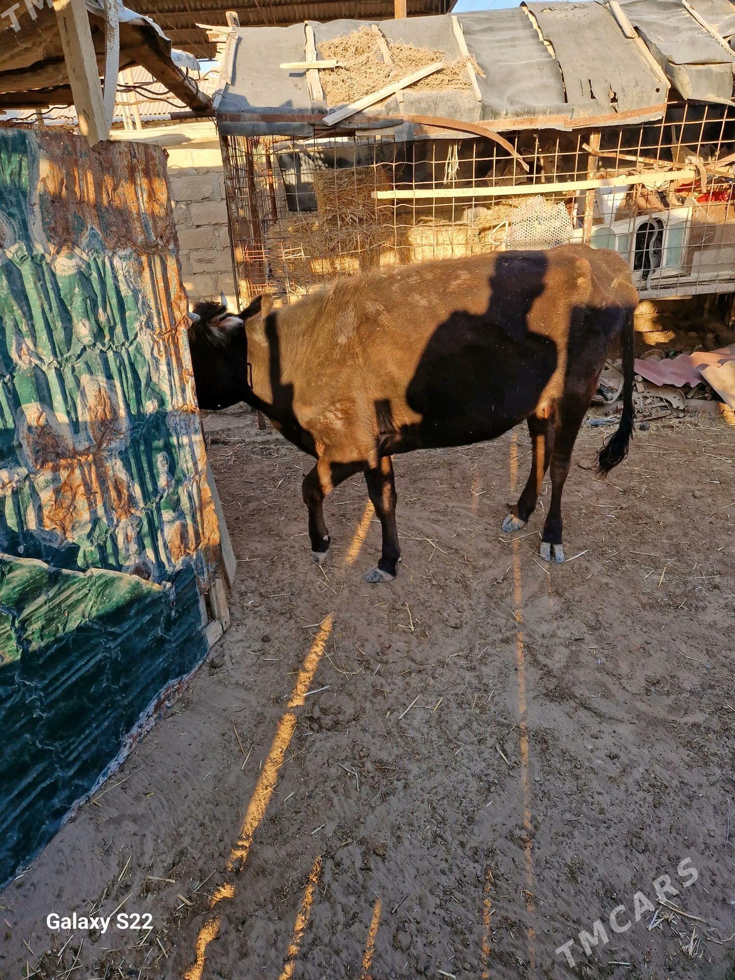 goleli sygyr - Gumdag - img 2