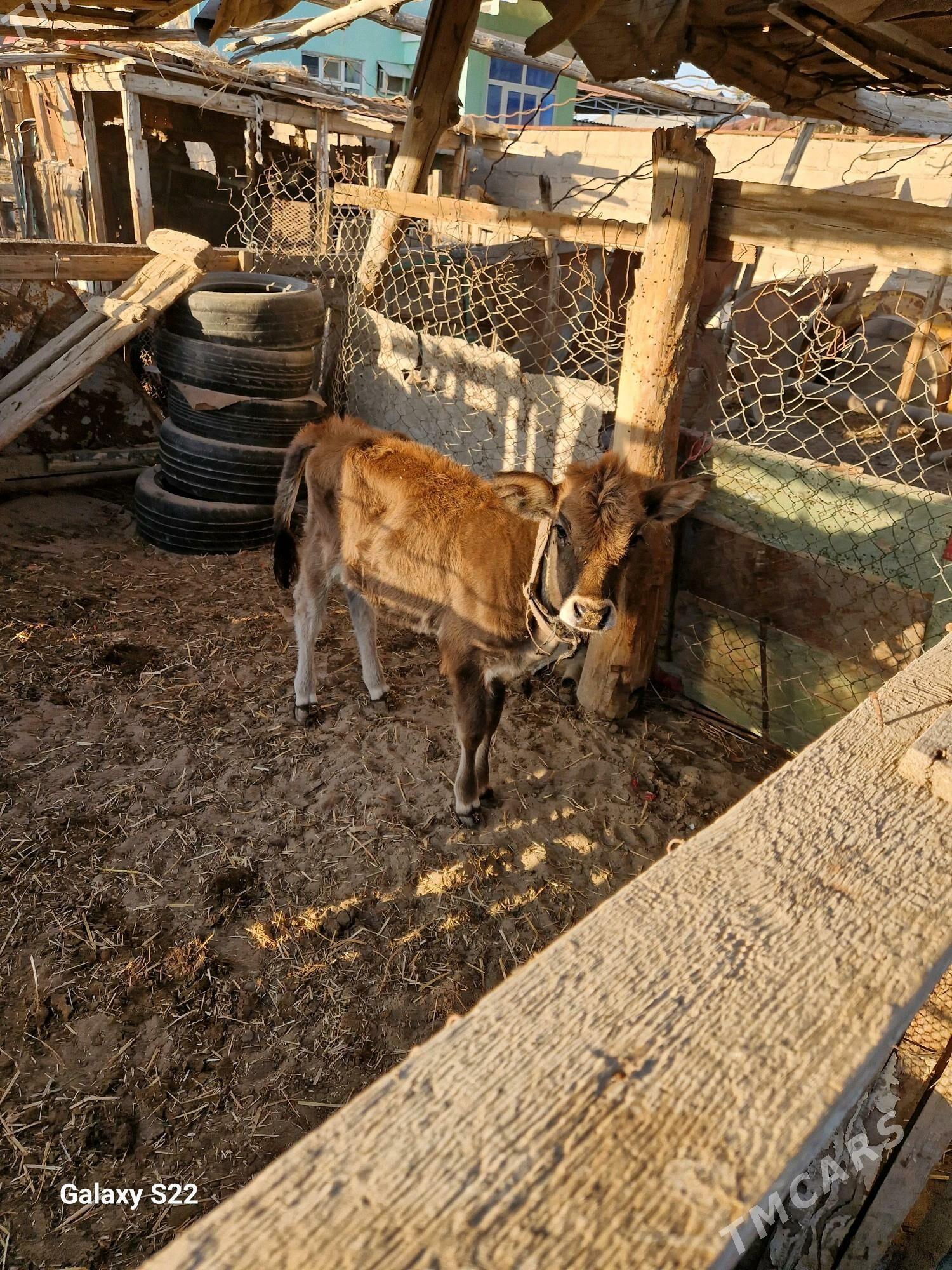 goleli sygyr - Gumdag - img 3