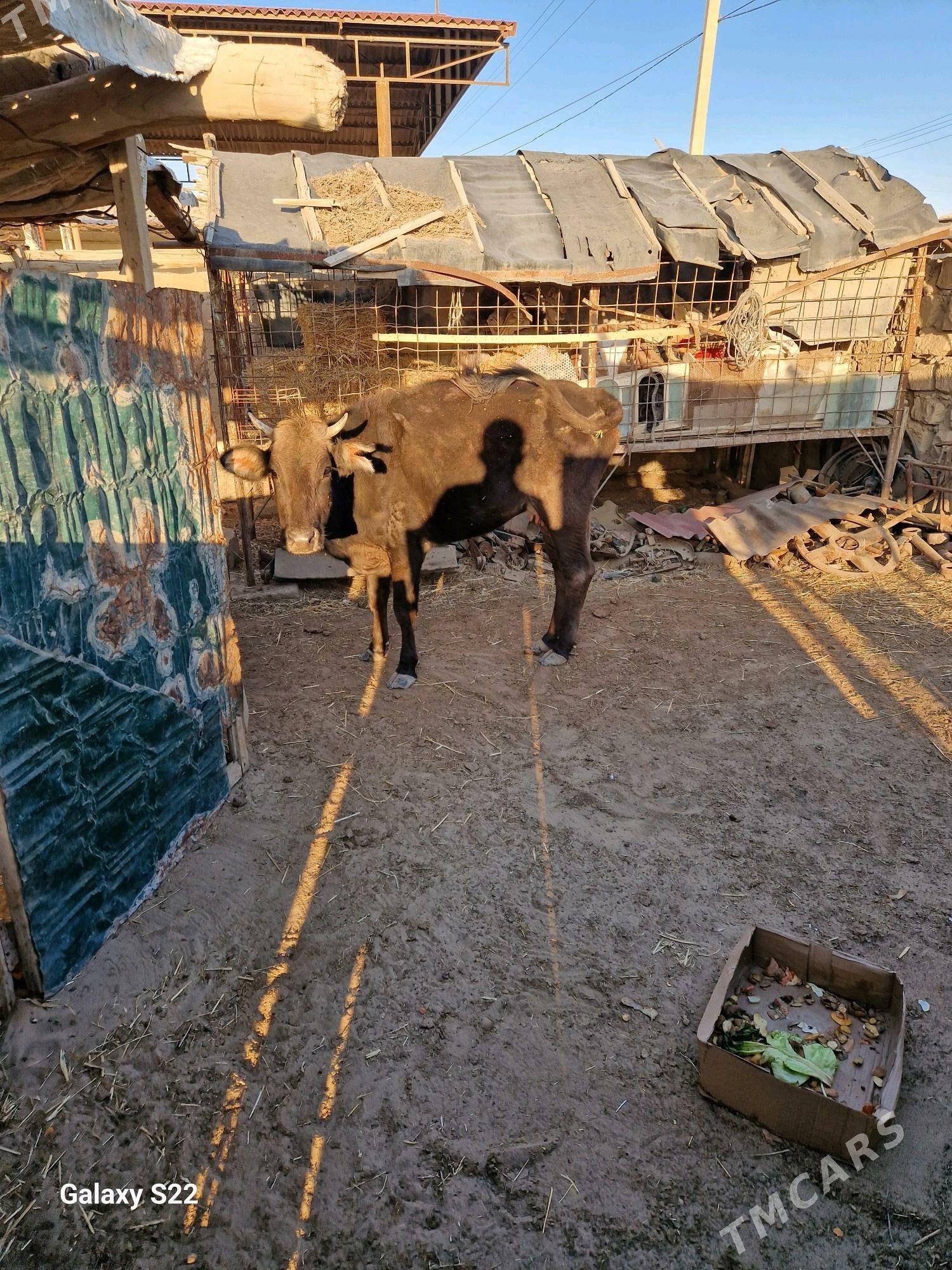 goleli sygyr - Gumdag - img 5