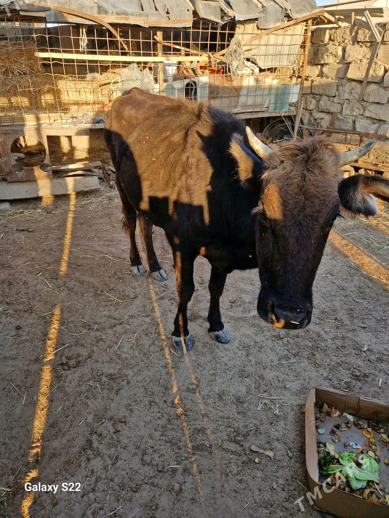 goleli sygyr - Gumdag - img 7