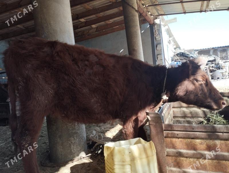 Tüwe - Анев - img 3