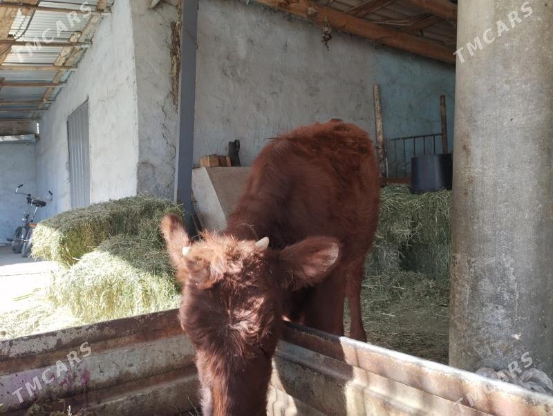 Tüwe - Анев - img 4