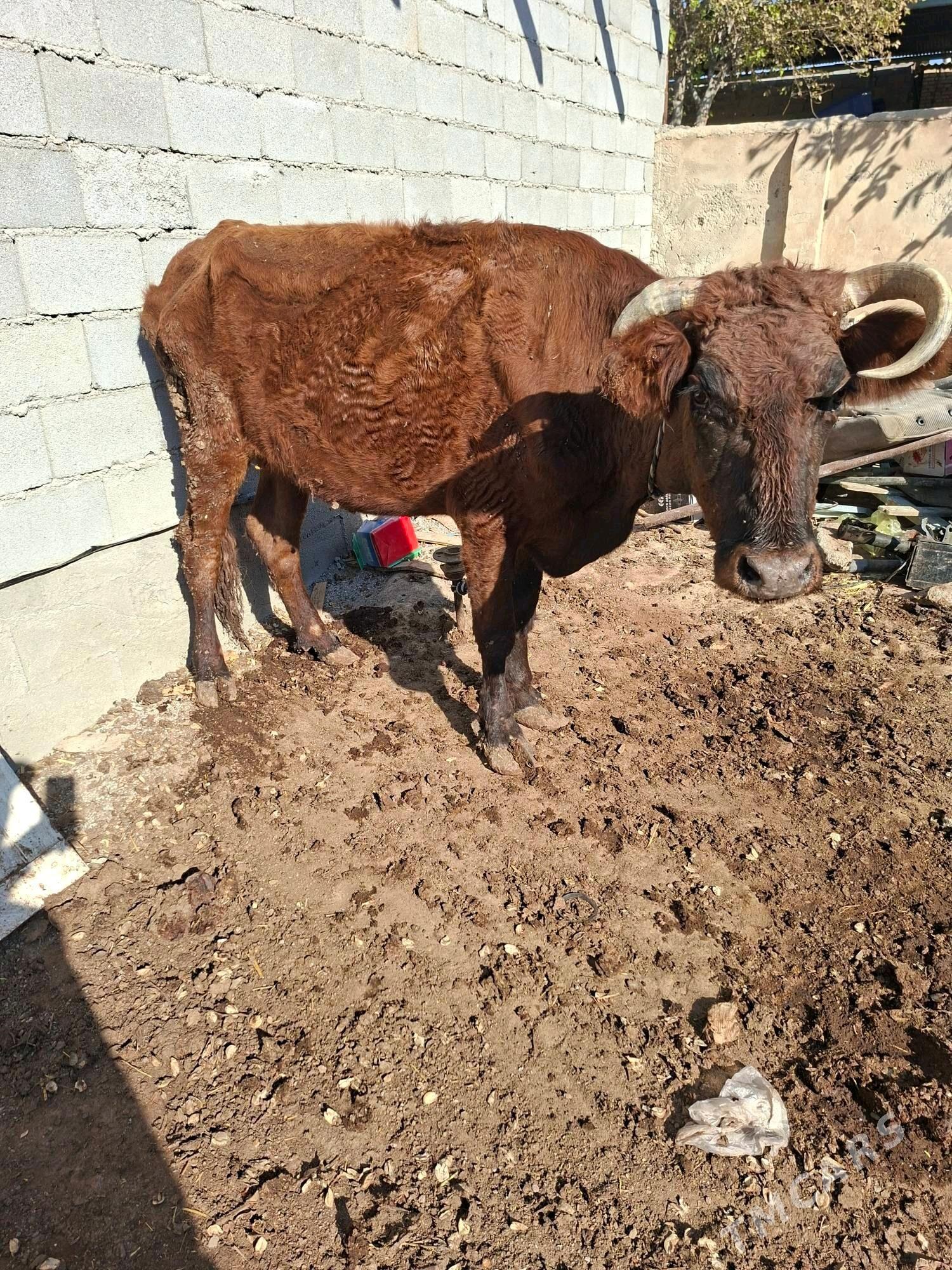 gysyr sygyr - Garadamak Şor - img 2