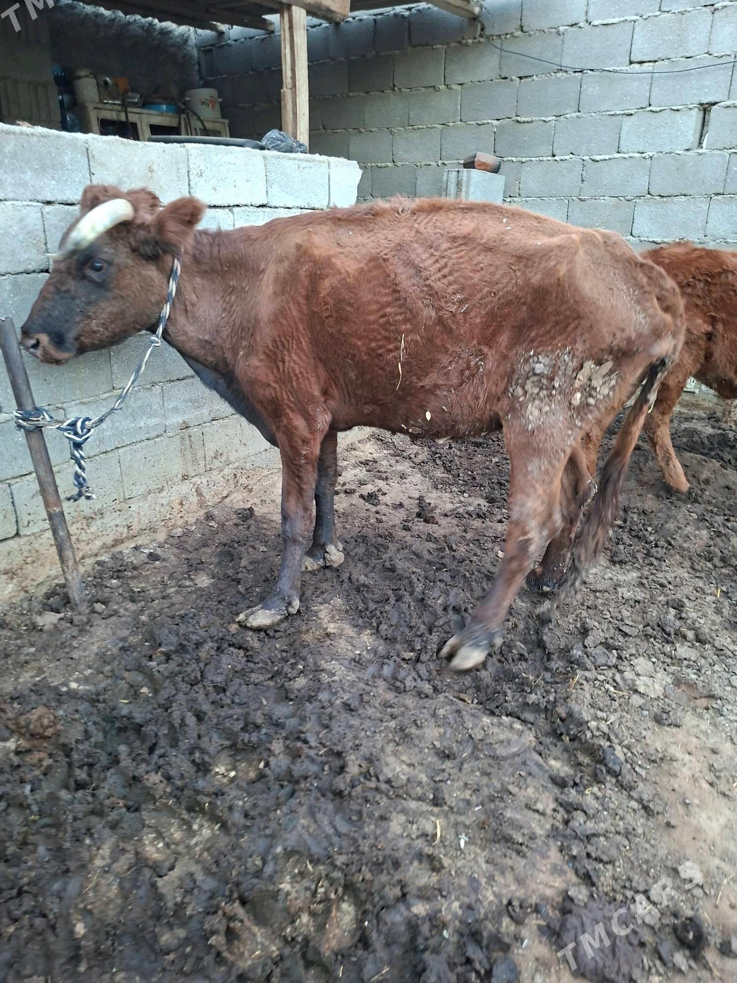 gysyr sygyr - Garadamak Şor - img 3