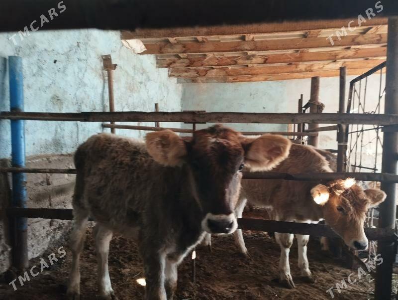 Tüwe - Анев - img 2