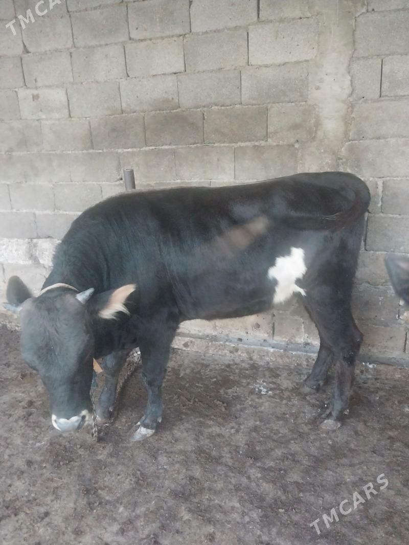 okuz - Шор дача - img 3