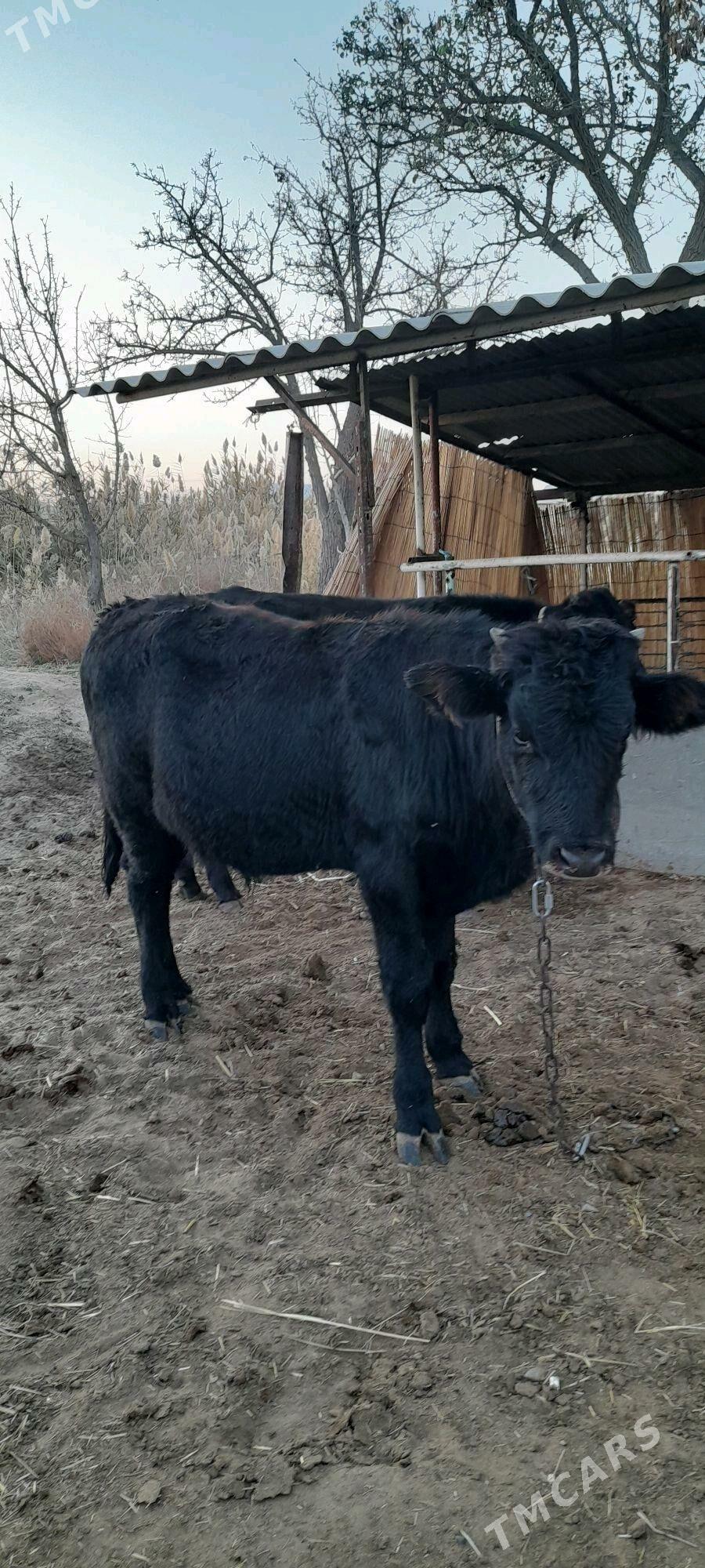 Meýdan öküz - Babadaýhan - img 1