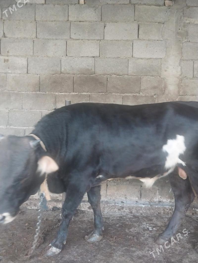 okuz - Шор дача - img 4