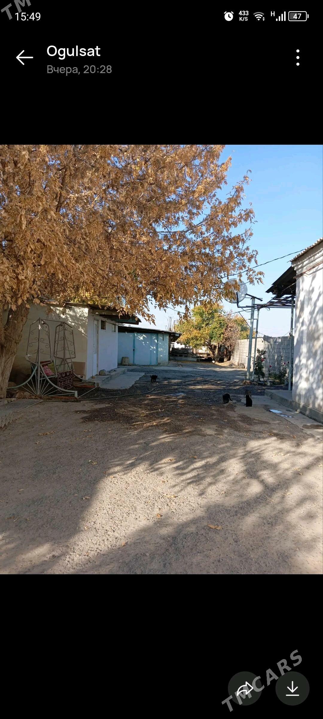 Gami - Ak bugdaý etraby - img 2